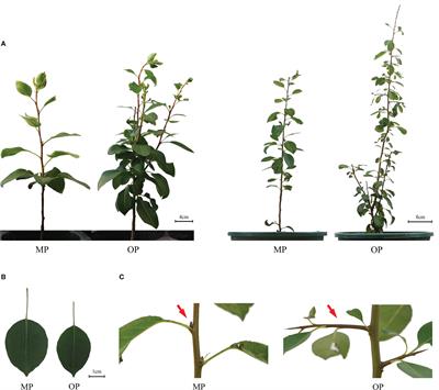 Jasmonic acid negatively regulates branch growth in pear